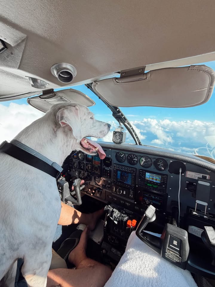 1983 Cessna 303 crusader, photo 2