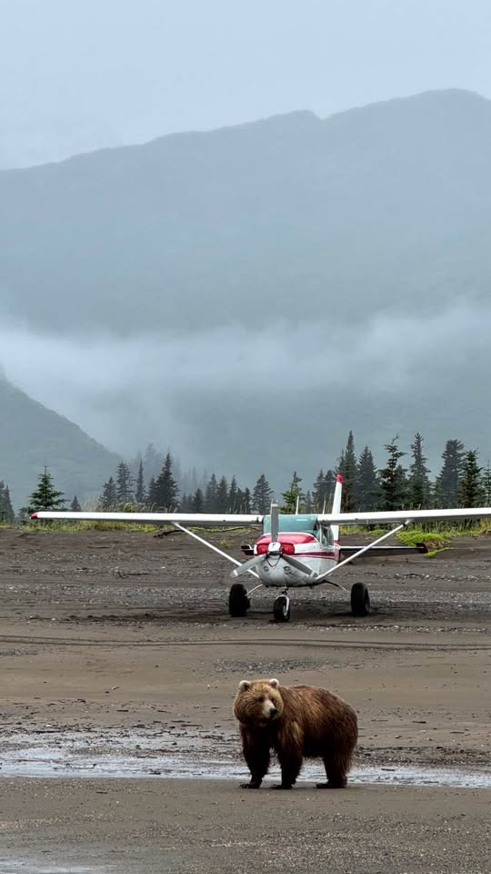 1975 Cessna U206F, photo 4